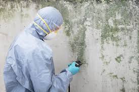 Best Mold Damage Restoration in Newton, MS